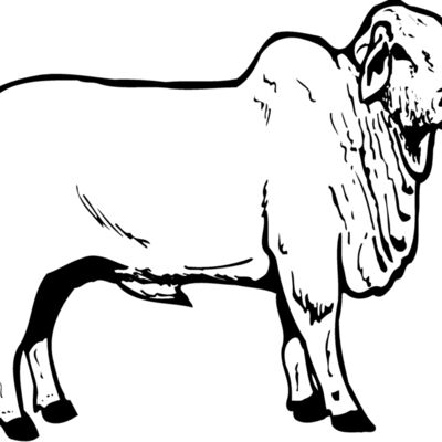 COW019 Thumbnail