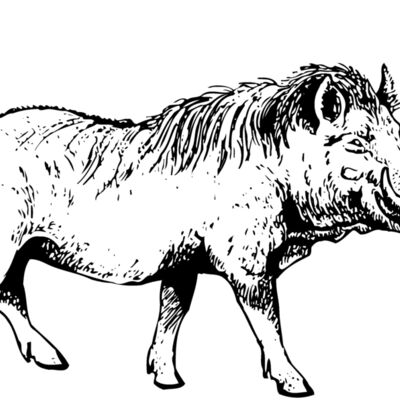 BOAR0002 Thumbnail
